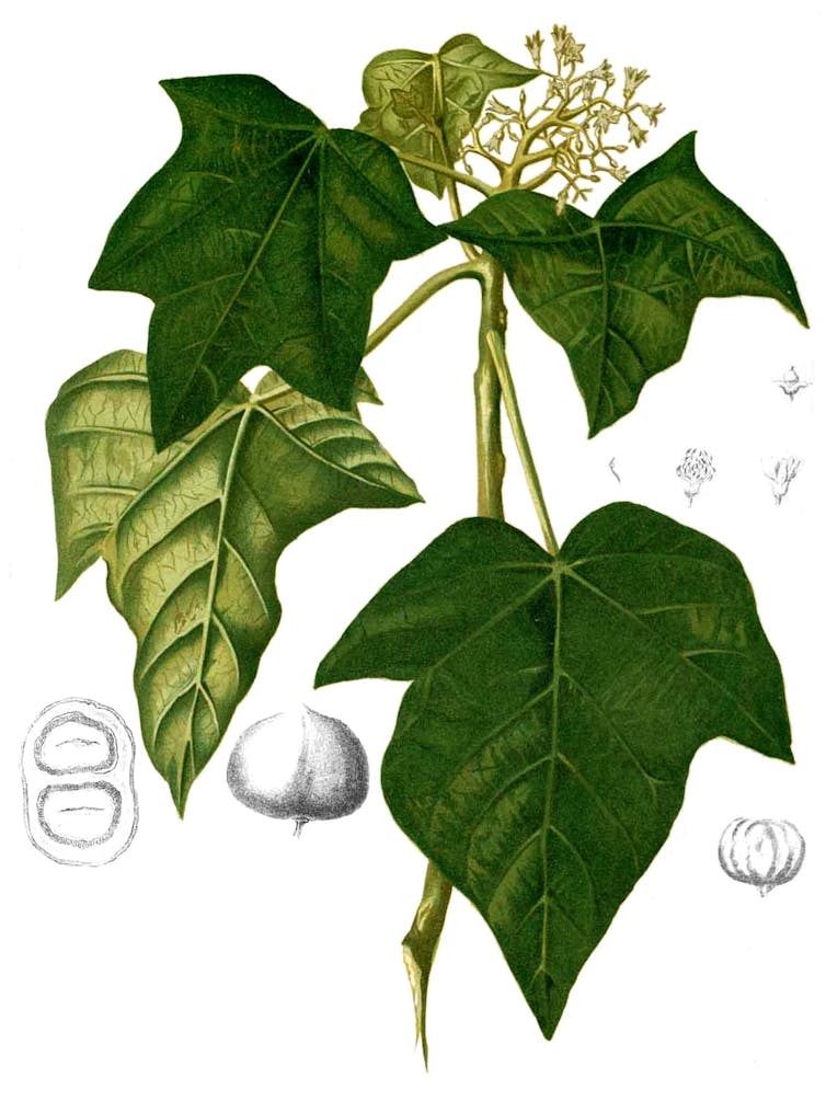 Aleurites moluccanus