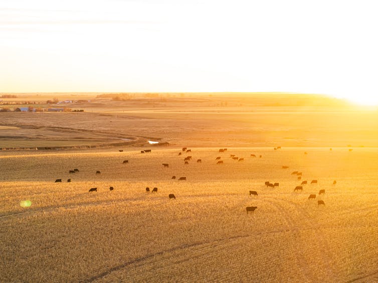 Cows eating in a sun-drenched field. Black cows dot the golden field.