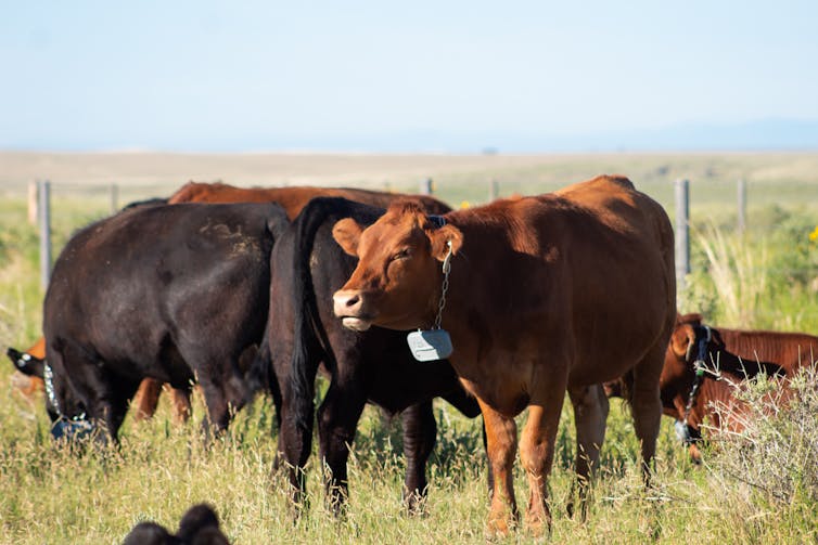 Cows out on a sunlit pasture that are wearing a green device the size of a phone around their necks.