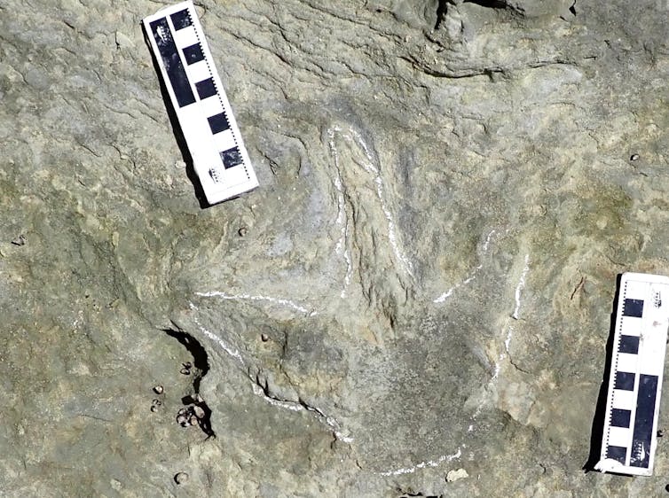 Three-toed footprint