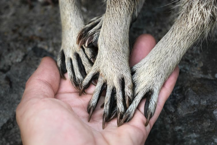 Two sets of raccoon paws held in a human hand