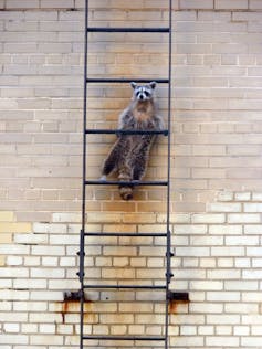 Raccoon climbing a metal ladder