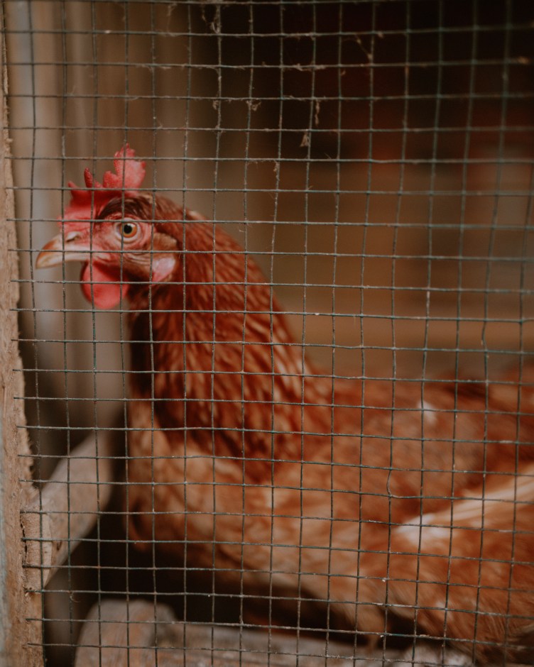 A red chicken sits behind a wire grid.