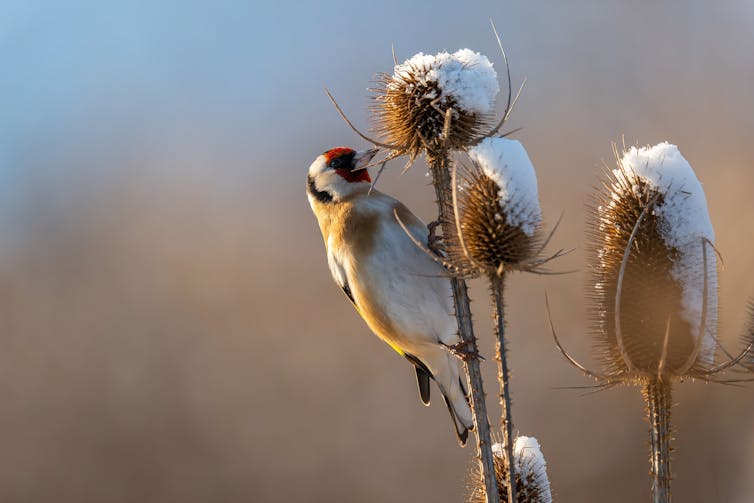 Goldfinch on snow covered thistles.