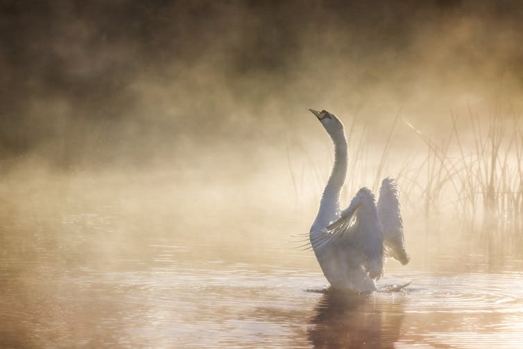 Swan stretching wings in misty river.