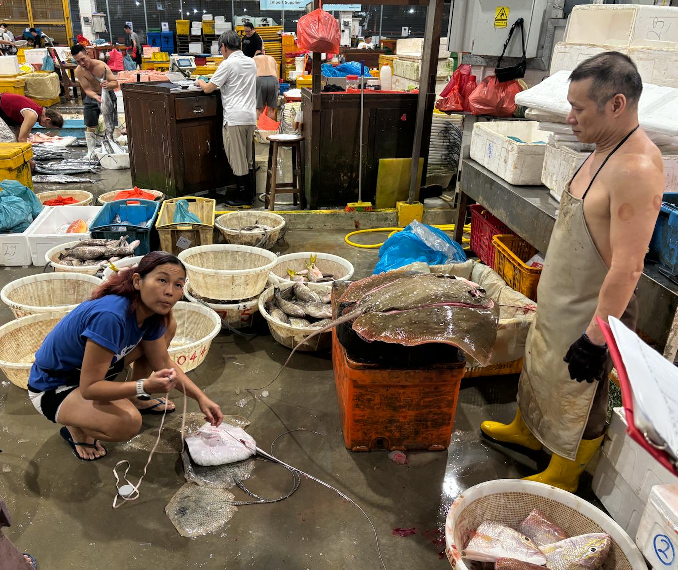 Kathy Xu measuring a blue-spotted stingray
