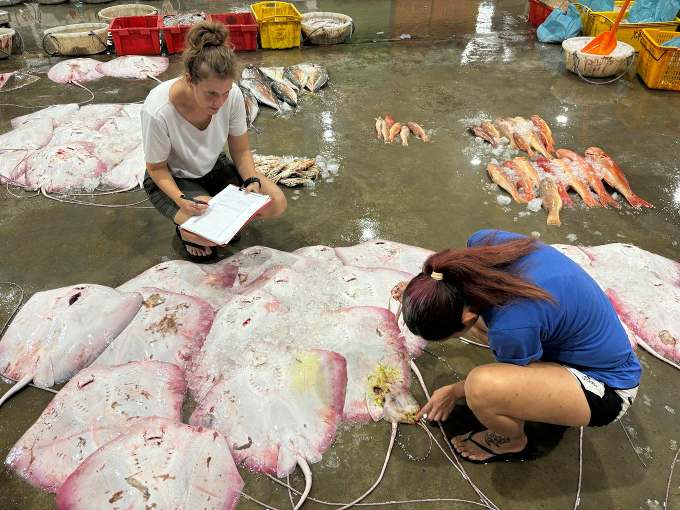 Removing baby ray from mother