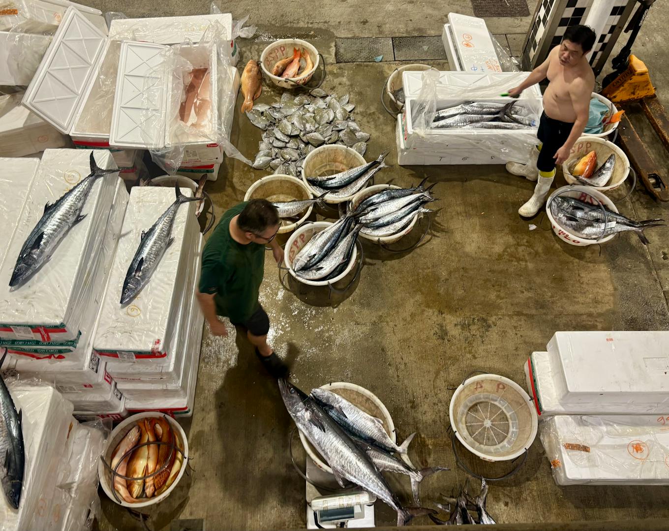Spanish mackerel from above