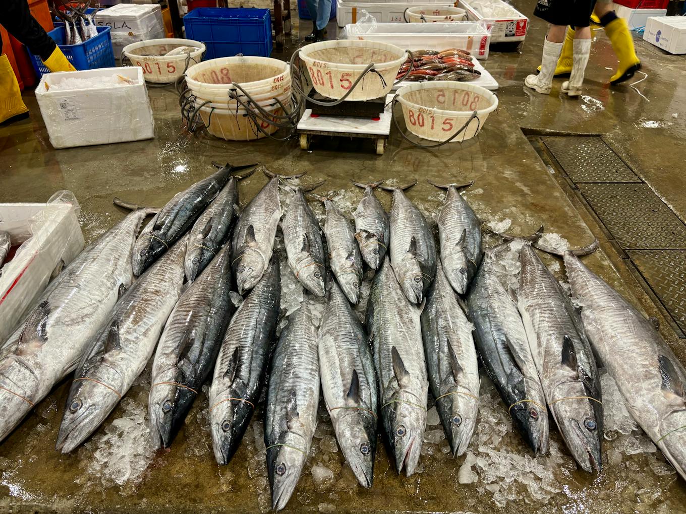 A row of Spanish mackerel at Jurong Fishery Port