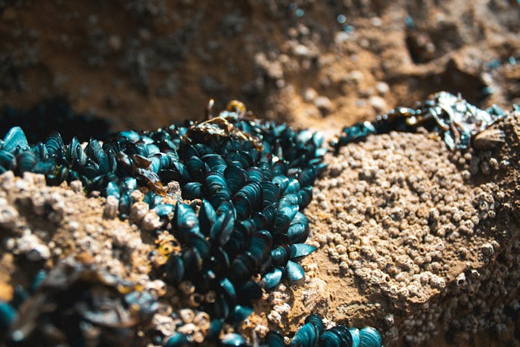 a group of mussels stuck to a rock