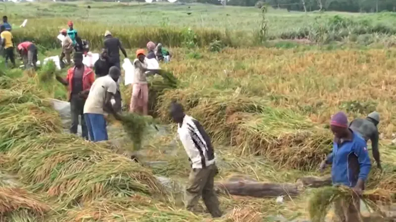 Farmers harvesting rice in a rice field (paddy) in Cameroon. 