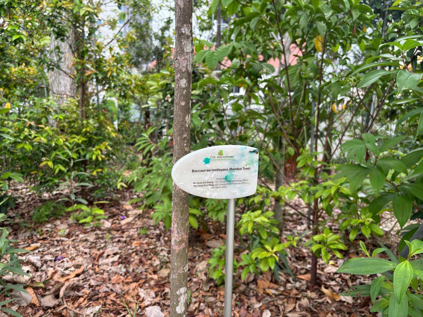 Native Rambai tree in CDL's microforest
