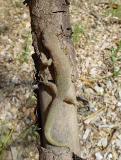 A pale green gecko on a tree photographed outdoors.