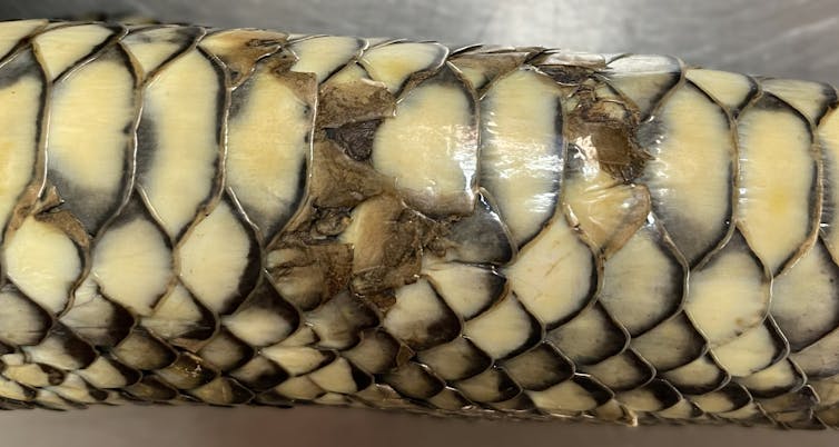close up of the scales of a sick snake with a skin infection.