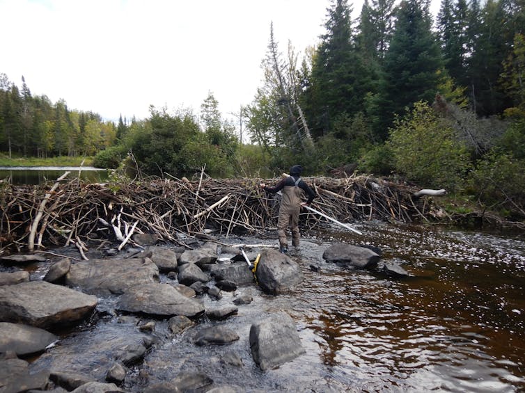 A beaver dam