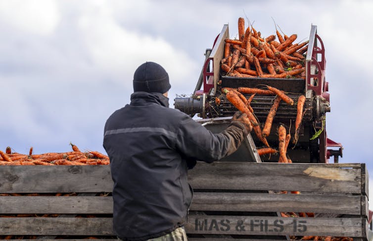 A farmer stands behind a harvester unloading carrots into a large crate