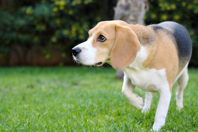 Beagle dog standing on grass lifting front paw