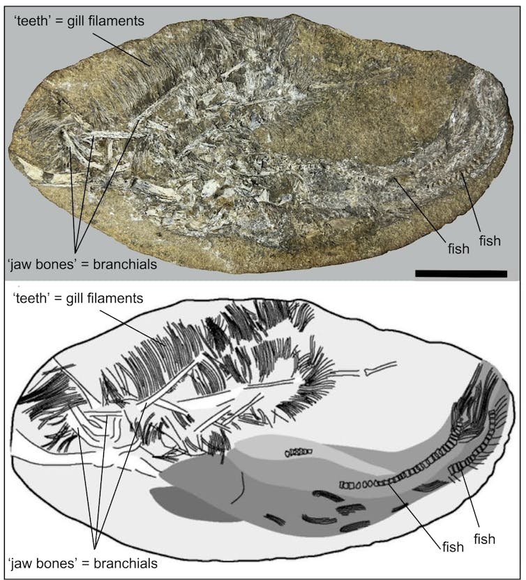 Fossil remains of the ‘pterosaur’ Bakiribu reinterpreted as a fish.