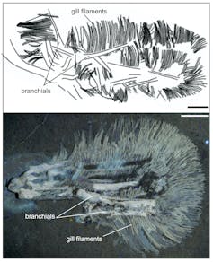 Bakiribu (top) compared with the Upper Jurassic fish Belonochasma.