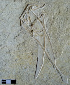 The Upper Jurassic pterosaur Rhamphorhynchus