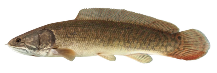 The bowfin Amia calva.