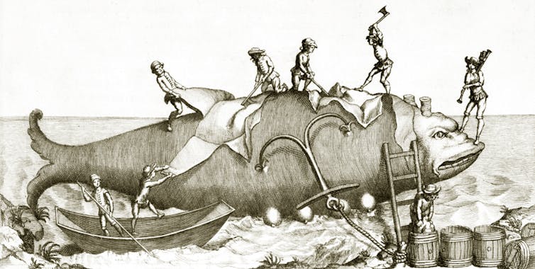 In traditional coastal fishing, whales were processed by hand on the beach, using simple tools like hatchets, knives and hooks.