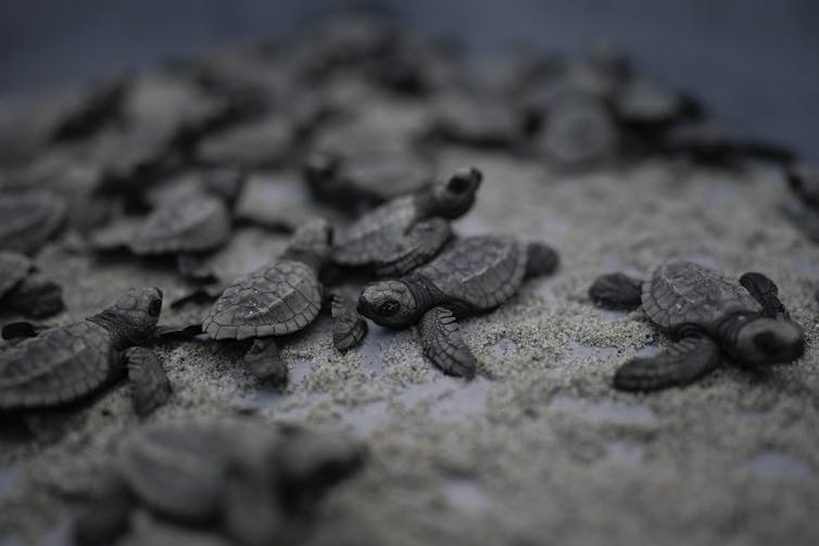 Baby turtles on a beach