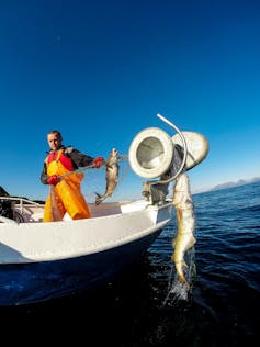 man standing in boat pulling out fish from sea