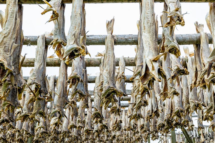 dried fish hanging