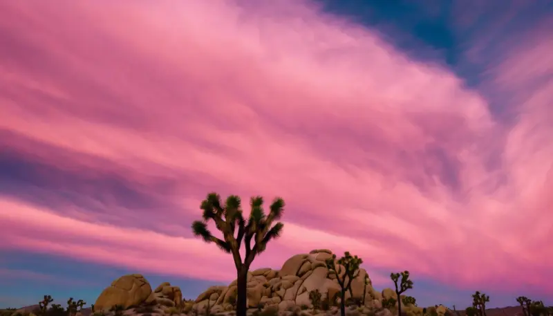 Image of a leafless tree under a pink sky. Image by Xonorika Kira for The Association for Progressive Communications (APC), used with permission.