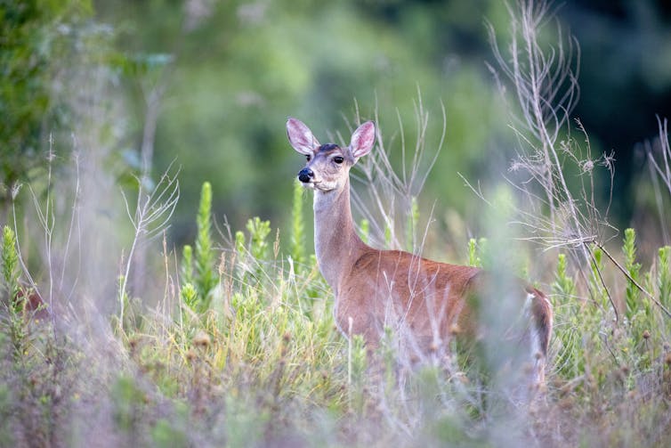 A deer watches for danger