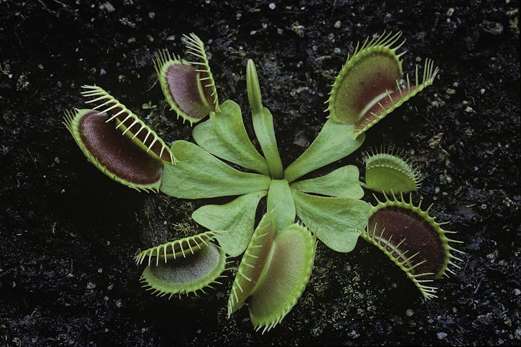 A Venus flytrap plant