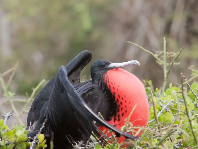 The Magnificent frigatebird; image via Canva Pro. 