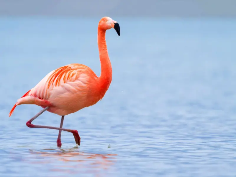 The Caribbean flamingo; image via Canva Pro. 