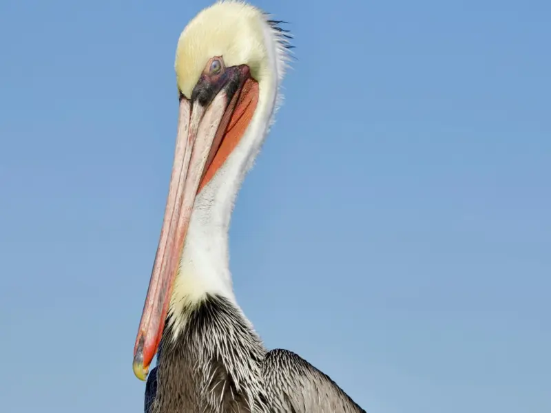 The Brown pelican; image via Canva Pro. 