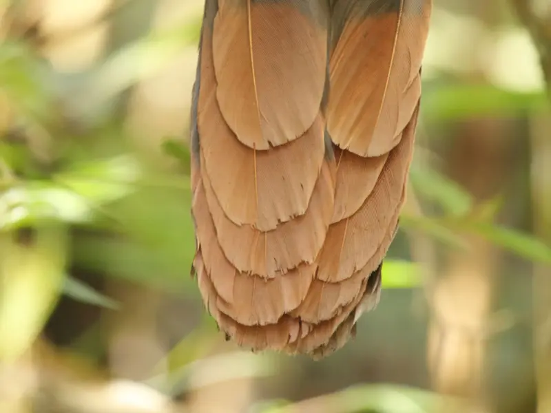 The tail feathers of a Rufous-vented chachalaca. image via Canva Pro. 