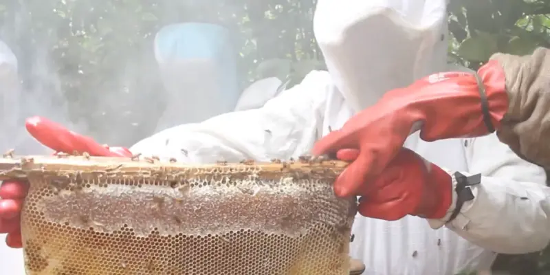 Beekeepers beekeeping in the DRC. Screenshot from YouTube.
