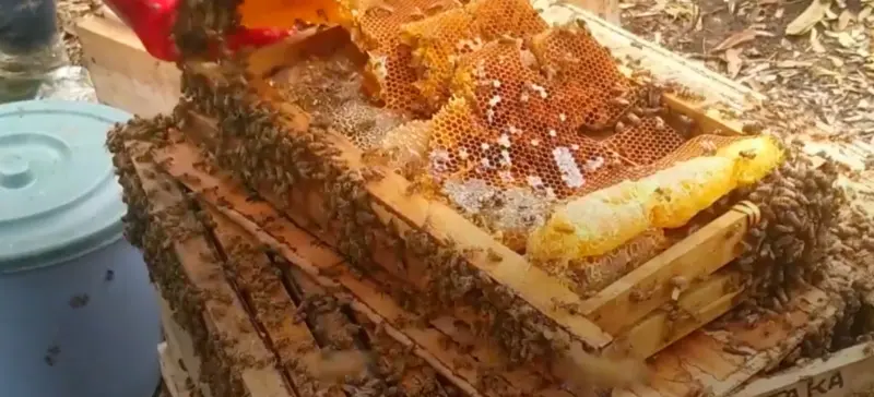 A beehive in the DRC.