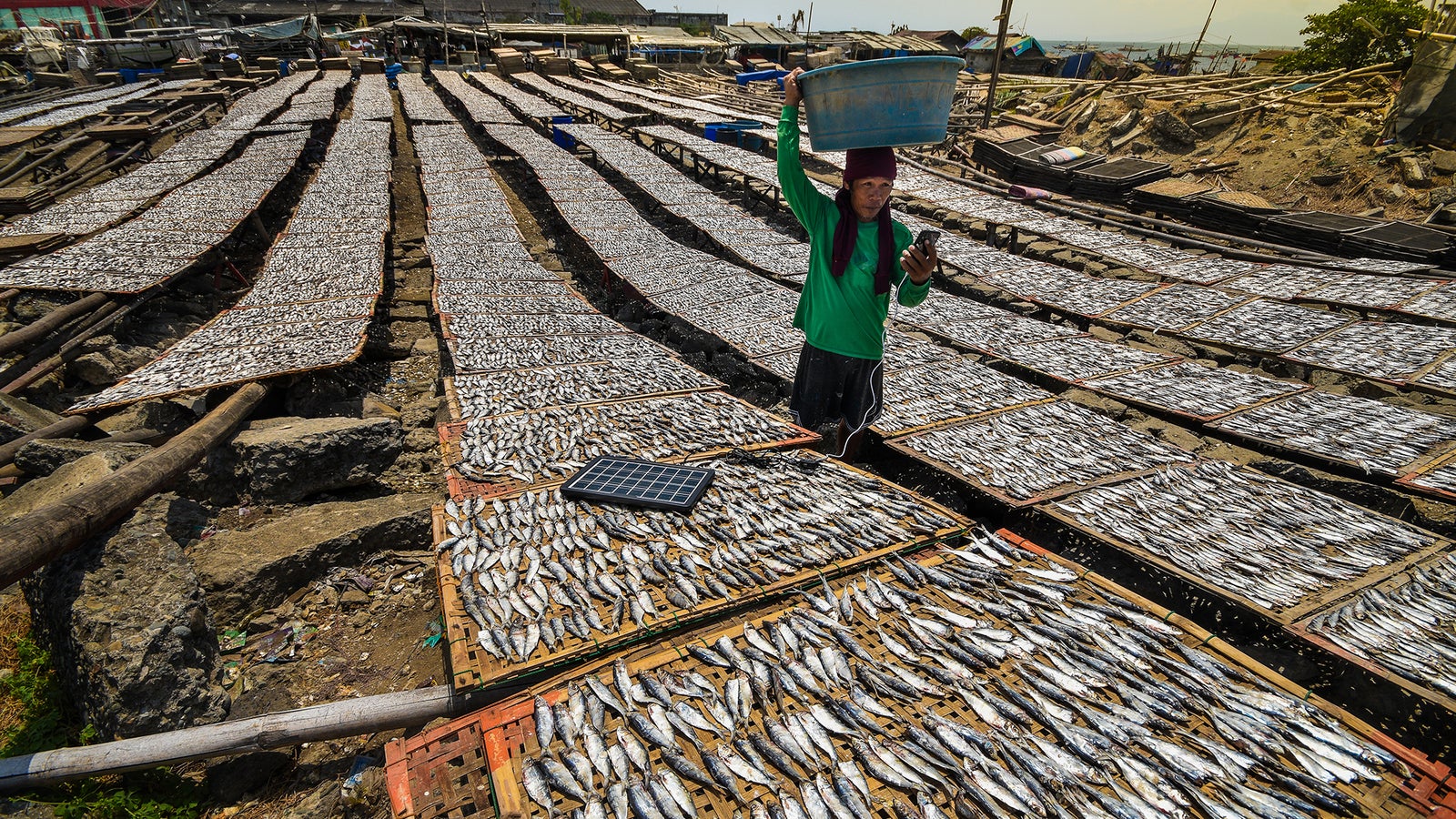A person balances a basket on their head while standing among rows of dried fish laid out on wooden racks.