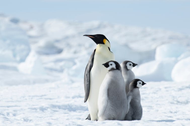 A penguin family