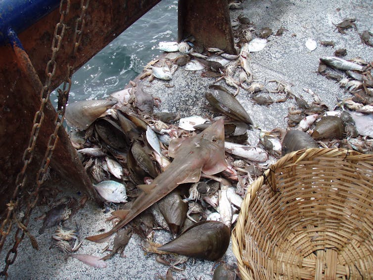 a guitarfish lying on the ground among other fish and mollusks