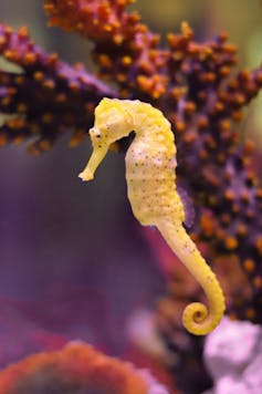 a yellow seahorse in the water