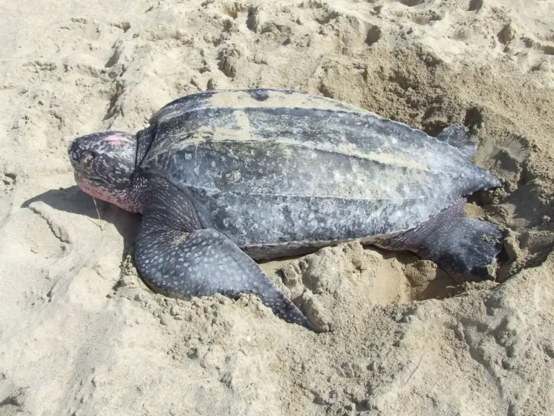 A leatherback sea turtle.