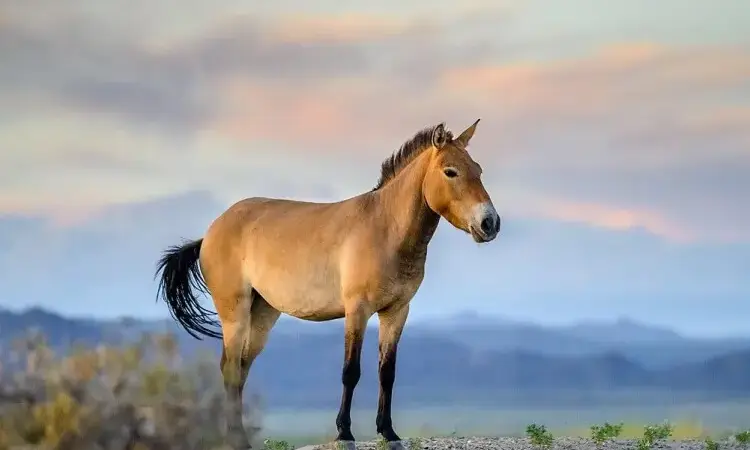 A prezewaksi horse. 