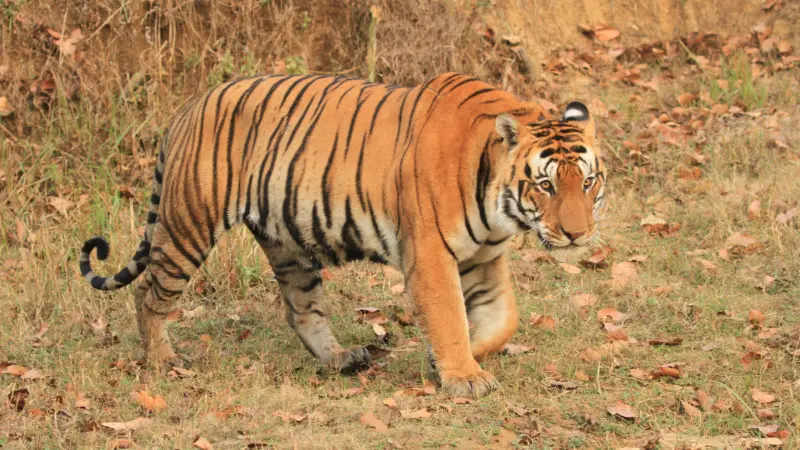 A tiger in Kanha National Park, Madhya Pradesh, India.