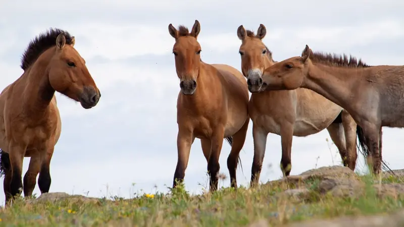 Przewalski's horses in Hustai Nuruu National Park.