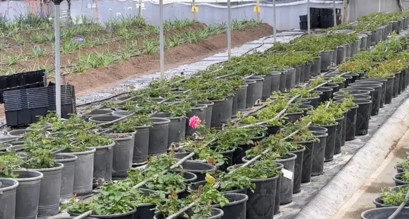 A greenhouse in Kenya.