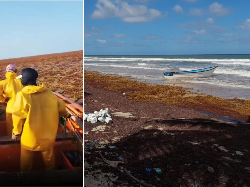 Thick sargassum mats offshore (east St. Lucia) and onshore (east Barbados). For Barbados fisherfolk, it is both a curse and an opportunity. Photo on the left by Steve McLoughlin (2025), used with permission. Photo on the right by Linton Arneaud (2022), used with permission. 