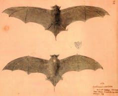 A free-tailed bat native to the island of Réunion (_Mormopterus acetabulosus_)