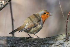 the European robin (_Erithacus rubecula_)